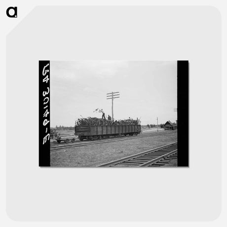 アートポストカード-Loading Scrap Iron
 - ラッセル リー Postcard.
