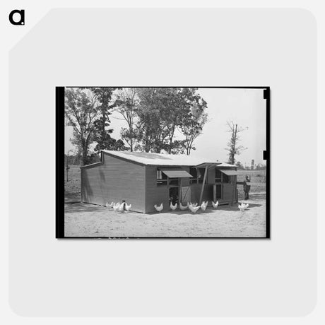 アートポストカード-Sabine Farms Chicken House
 - ラッセル リー Postcard.
