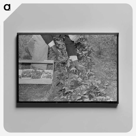 アートパネル-Strawberry Picking in Ponchatoula
 - ラッセル リー Canvas.