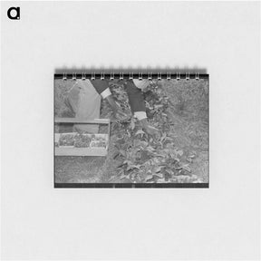 アートメモ帳-Strawberry Picking in Ponchatoula
 - ラッセル リー Memo.