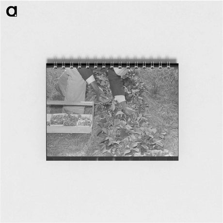 アートメモ帳-Strawberry Picking in Ponchatoula
 - ラッセル リー Memo.