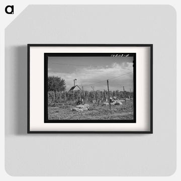 Hop Field, Yakima County
 - ラッセル リー Poster.