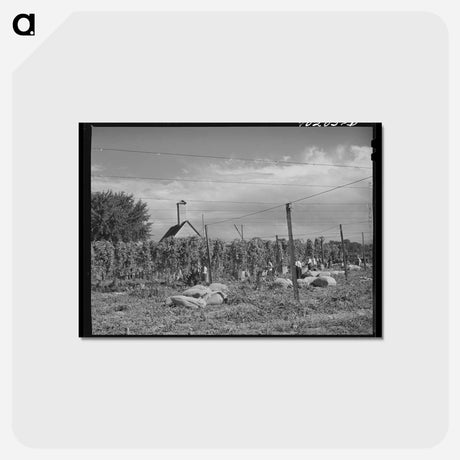 アートポストカード-Hop Field, Yakima County
 - ラッセル リー Postcard.
