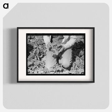 Mexican Girl Cutting Spinach
 - ラッセル リー Poster.