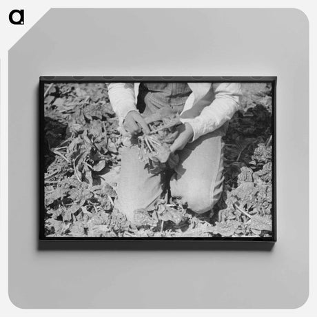 アートパネル-Mexican Girl Cutting Spinach
 - ラッセル リー Canvas.