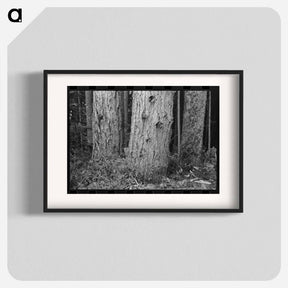 アートポスター-Long Bell Lumber Company Trees
 - ラッセル リー Poster.