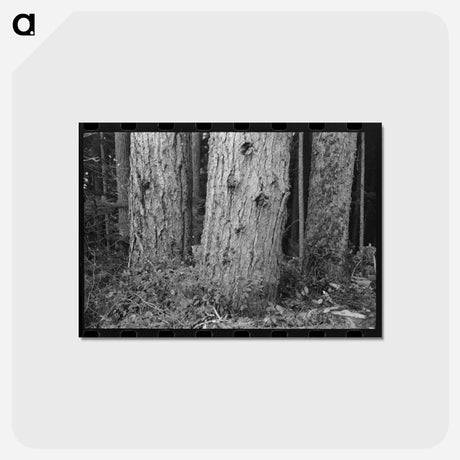 アートポストカード-Long Bell Lumber Company Trees
 - ラッセル リー Postcard.