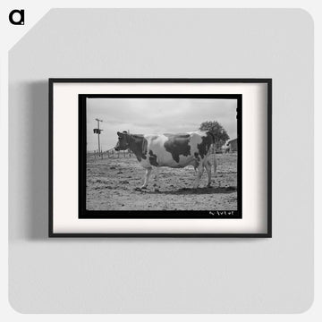 Guernsey Cow at Casa Grande Valley Farms
 - ラッセル リー Poster.
