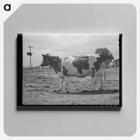 アートパネル-Guernsey Cow at Casa Grande Valley Farms
 - ラッセル リー Canvas.