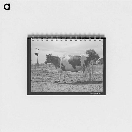 アートメモ帳-Guernsey Cow at Casa Grande Valley Farms
 - ラッセル リー Memo.