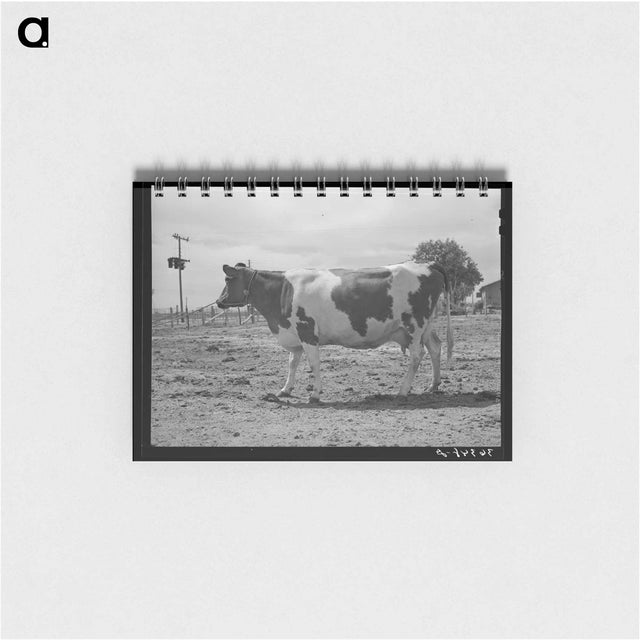 アートメモ帳-Guernsey Cow at Casa Grande Valley Farms
 - ラッセル リー Memo.
