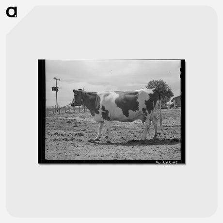 アートポストカード-Guernsey Cow at Casa Grande Valley Farms
 - ラッセル リー Postcard.