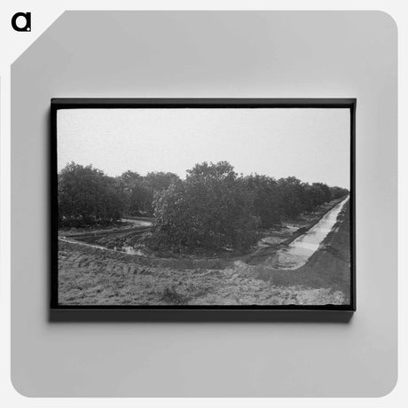 アートパネル-Citrus Grove Irrigation
 - ラッセル リー Canvas.