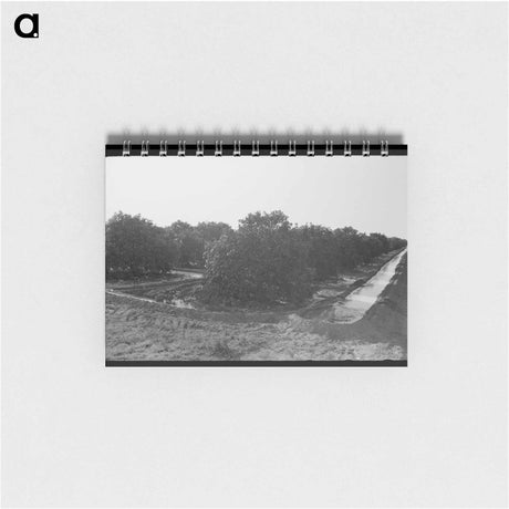 アートメモ帳-Citrus Grove Irrigation
 - ラッセル リー Memo.