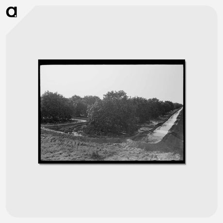 アートポストカード-Citrus Grove Irrigation
 - ラッセル リー Postcard.