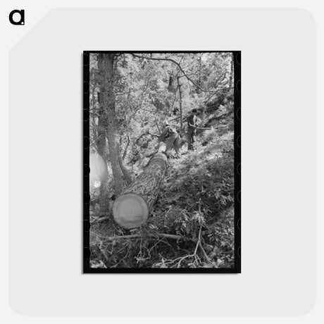 アートポストカード-Felled Tree Logs
 - ラッセル リー Postcard.