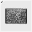 アートポストカード-Volcanic Soil Grass
 - ラッセル リー Postcard.