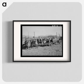 アートポスター-Herd of Dairy Cows
 - ラッセル リー Poster.