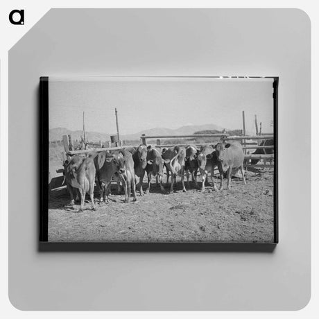 アートパネル-Herd of Dairy Cows
 - ラッセル リー Canvas.