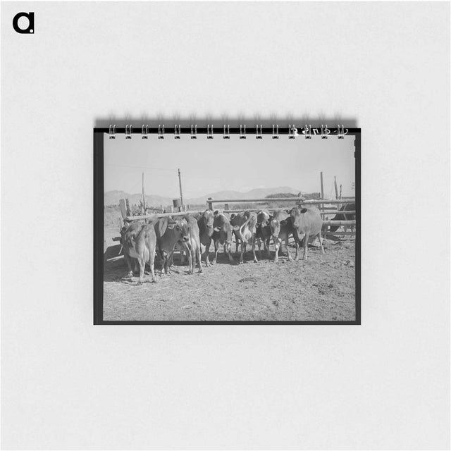 アートメモ帳-Herd of Dairy Cows
 - ラッセル リー Memo.