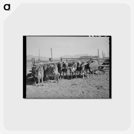 アートポストカード-Herd of Dairy Cows
 - ラッセル リー Postcard.