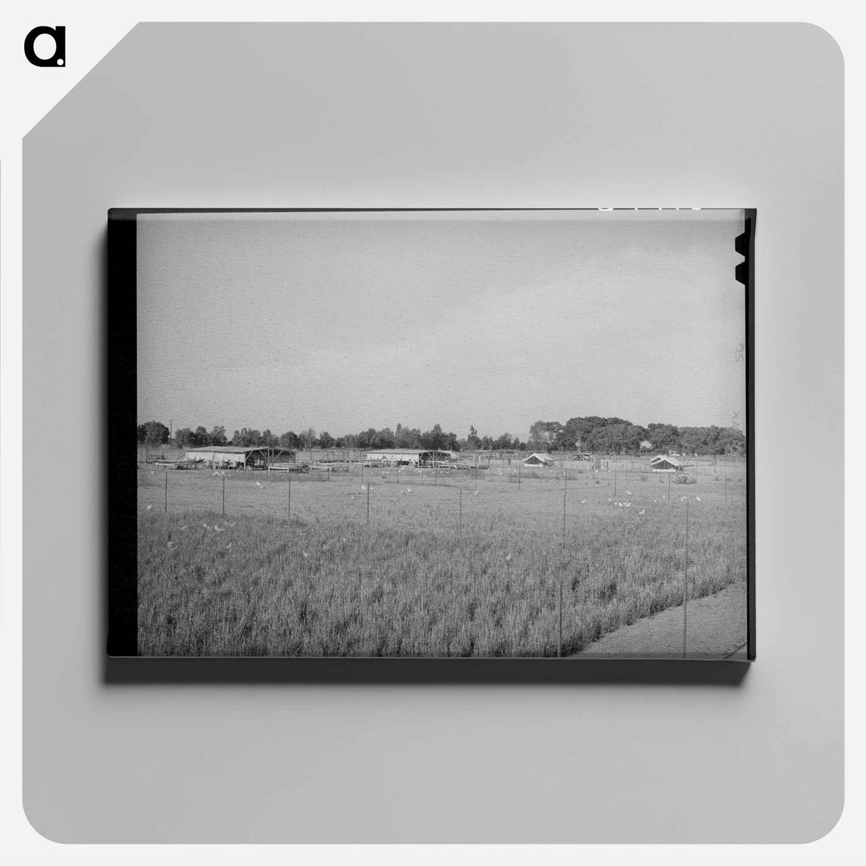 アートパネル-Arizona Chicken Yard
 - ラッセル リー Canvas.