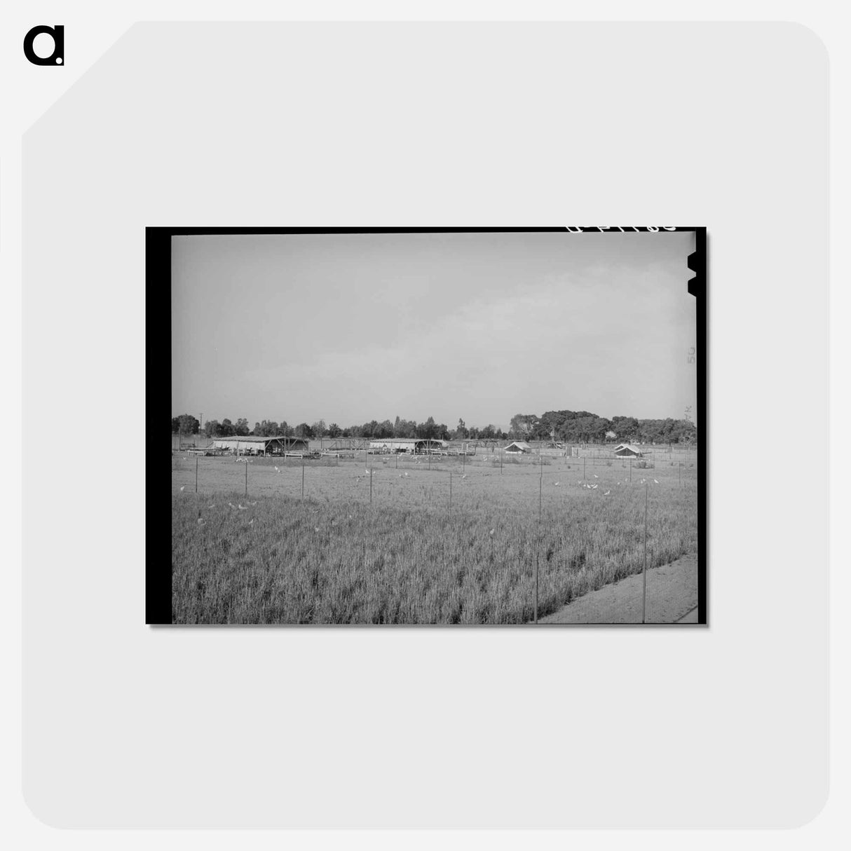 アートポストカード-Arizona Chicken Yard
 - ラッセル リー Postcard.