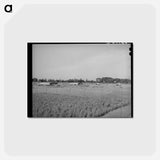 アートポストカード-Arizona Chicken Yard
 - ラッセル リー Postcard.