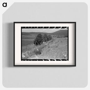 アートポスター-Cows Grazing Along Irrigation Ditch
 - ラッセル リー Poster.