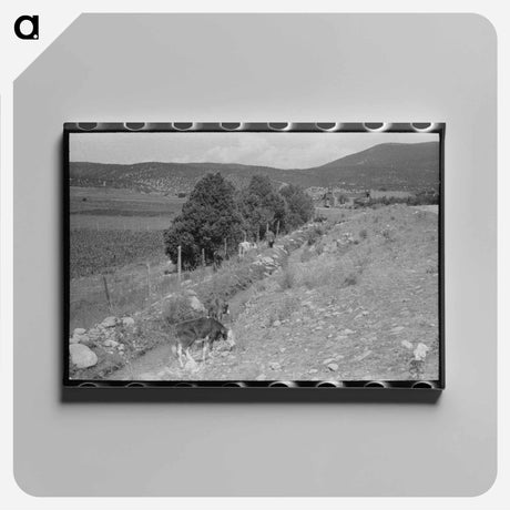 アートパネル-Cows Grazing Along Irrigation Ditch
 - ラッセル リー Canvas.