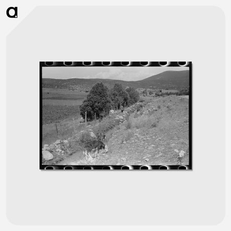 アートポストカード-Cows Grazing Along Irrigation Ditch
 - ラッセル リー Postcard.