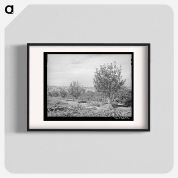 Orchard, Dixon, New Mexico
 - ラッセル リー Poster.