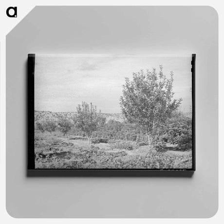 アートパネル-Orchard, Dixon, New Mexico
 - ラッセル リー Canvas.