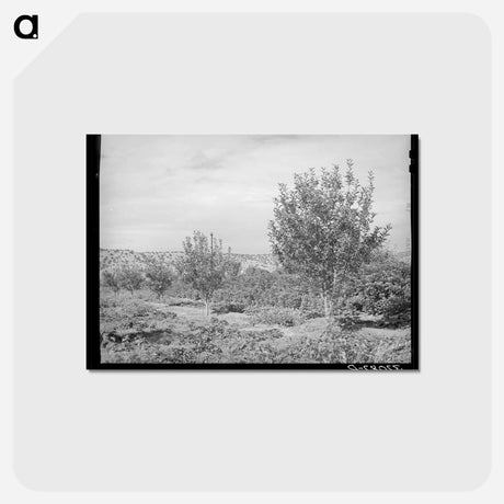 アートポストカード-Orchard, Dixon, New Mexico
 - ラッセル リー Postcard.