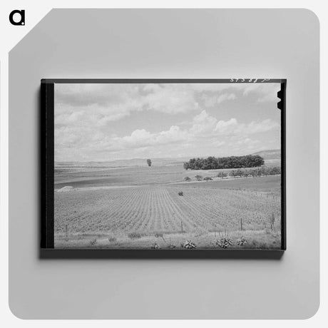 アートパネル-Corn Field, Canyon County
 - ラッセル リー Canvas.