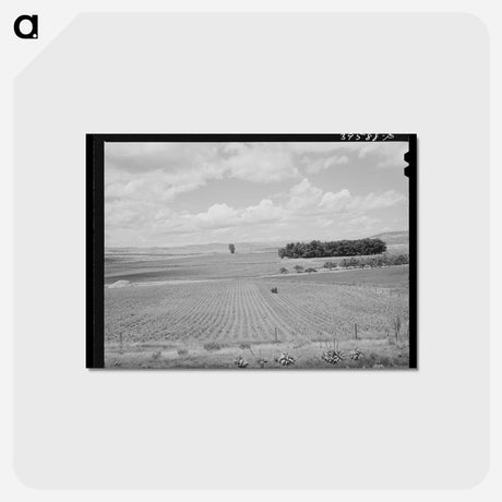 アートポストカード-Corn Field, Canyon County
 - ラッセル リー Postcard.