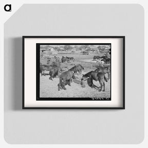 アートポスター-Mules Feeding in Sale Lot
 - ラッセル リー Poster.