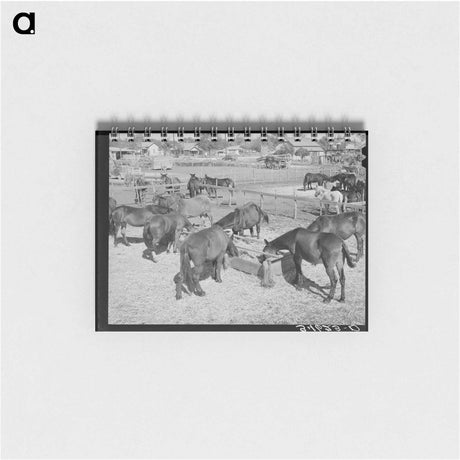 アートメモ帳-Mules Feeding in Sale Lot
 - ラッセル リー Memo.
