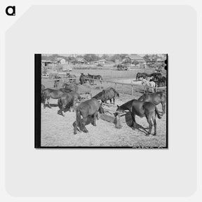 アートポストカード-Mules Feeding in Sale Lot
 - ラッセル リー Postcard.
