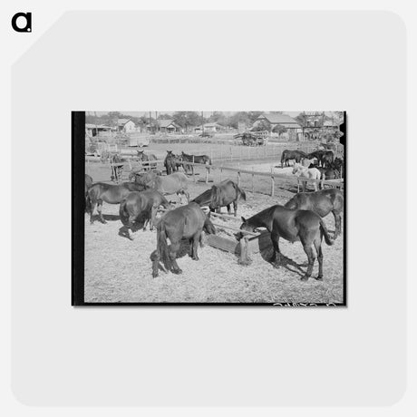 アートポストカード-Mules Feeding in Sale Lot
 - ラッセル リー Postcard.