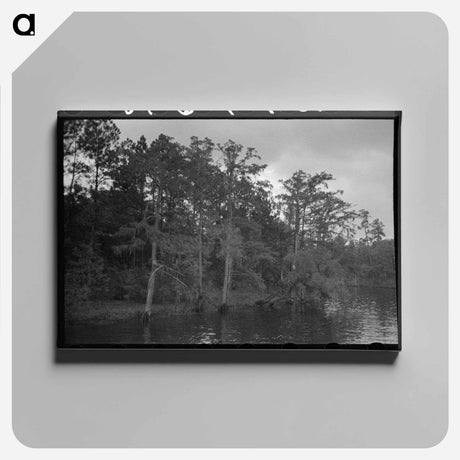 アートパネル-Bayou Trees and Moss
 - ラッセル リー Canvas.