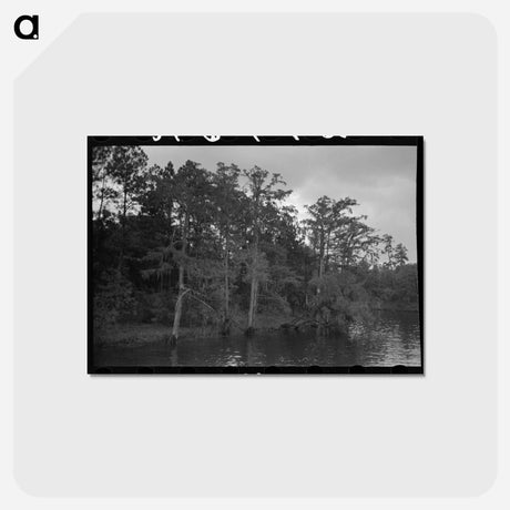 アートポストカード-Bayou Trees and Moss
 - ラッセル リー Postcard.