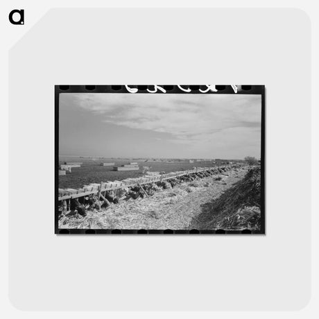 アートポストカード-Mass Feeding of Cows
 - ラッセル リー Postcard.