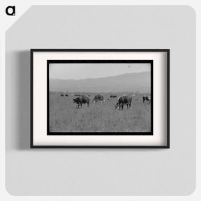 アートポスター-Yearlings. Cruzen Ranch, Valley County, Idaho
 - ラッセル リー Poster.