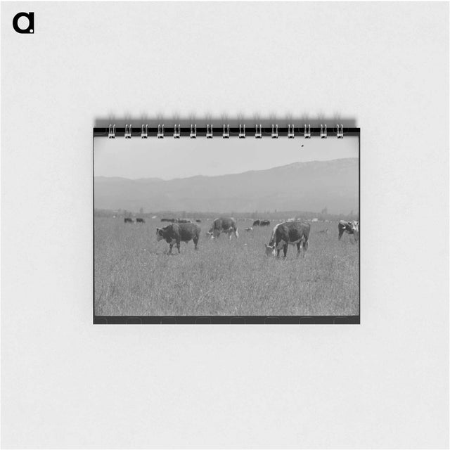 アートメモ帳-Yearlings. Cruzen Ranch, Valley County, Idaho
 - ラッセル リー Memo.