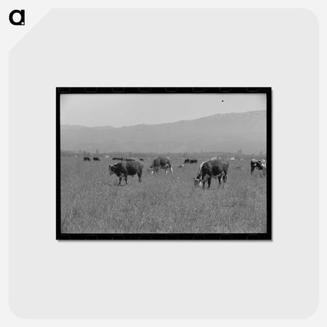 アートポストカード-Yearlings. Cruzen Ranch, Valley County, Idaho
 - ラッセル リー Postcard.