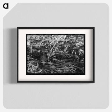 Cornhusking Contest
 - ラッセル リー Poster.