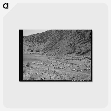 アートポストカード-Sheep on the Range
 - ラッセル リー Postcard.