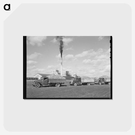 アートポストカード-Sugar Beet Trucks
 - ラッセル リー Postcard.