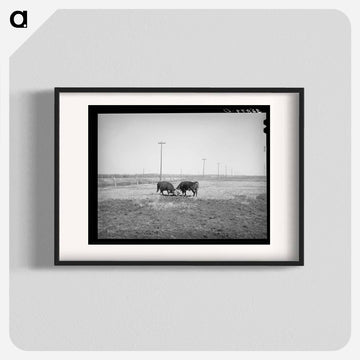 Hereford Bulls Fighting
 - ラッセル リー Poster.